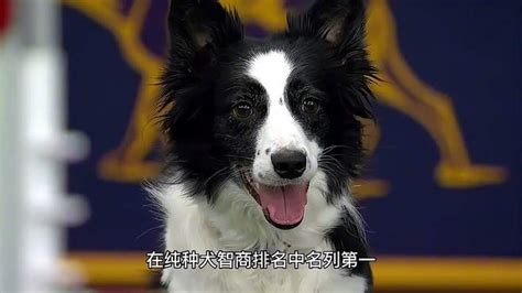 人狗合一|科普边境牧羊犬：2）后起之秀